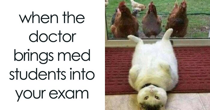 50 Hilariously Adorable Animal Memes To Make Your Day