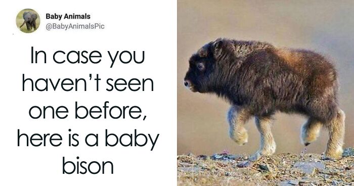 101 Adorably Funny Animal Memes You Might Never Get Enough Of