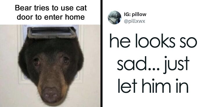 101 Funny Memes To Send To An Animal Lover