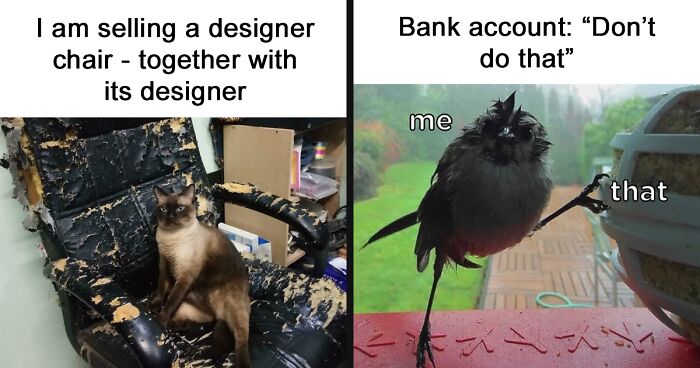 101 Funny Animal Memes To Boost Your Mood