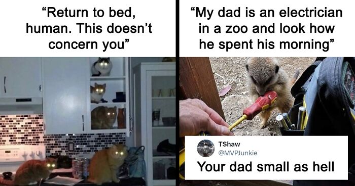 Cuteness And Chaos Collide In These 60 Animal-Centered Memes