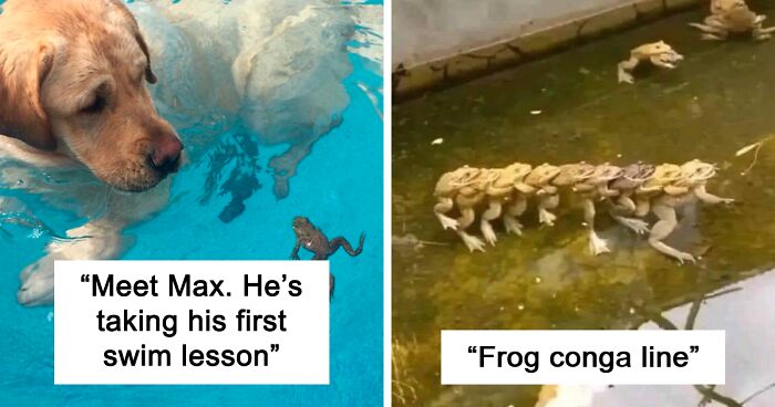 80 Funny And Wholesome Pictures Of Frogs That Show Just How Awesome These Animals Really Are