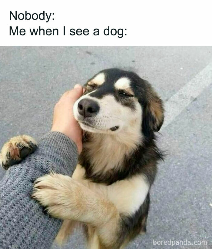 Funny-Dog-Memes-Dogmemesofinsta