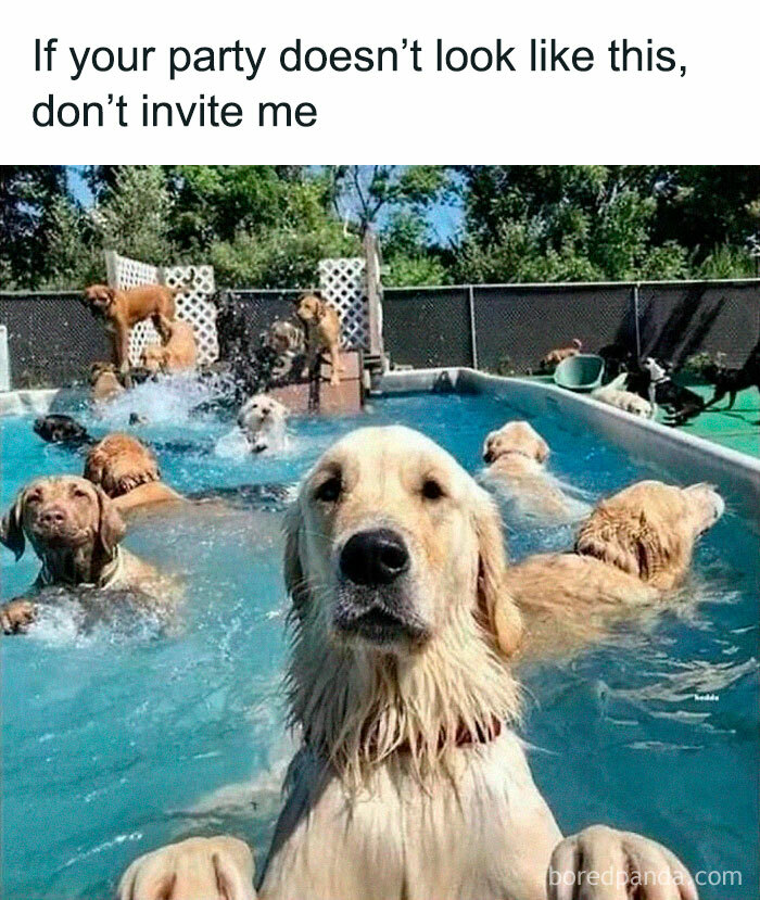 Funny-Dog-Memes-Dogmemesofinsta