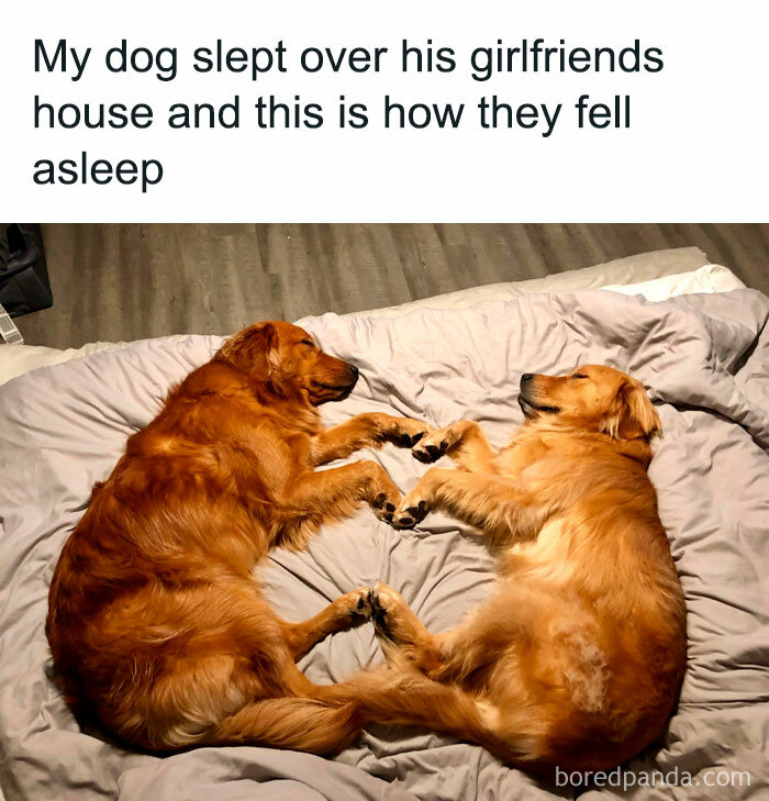 Funny-Dog-Memes-Dogmemesofinsta