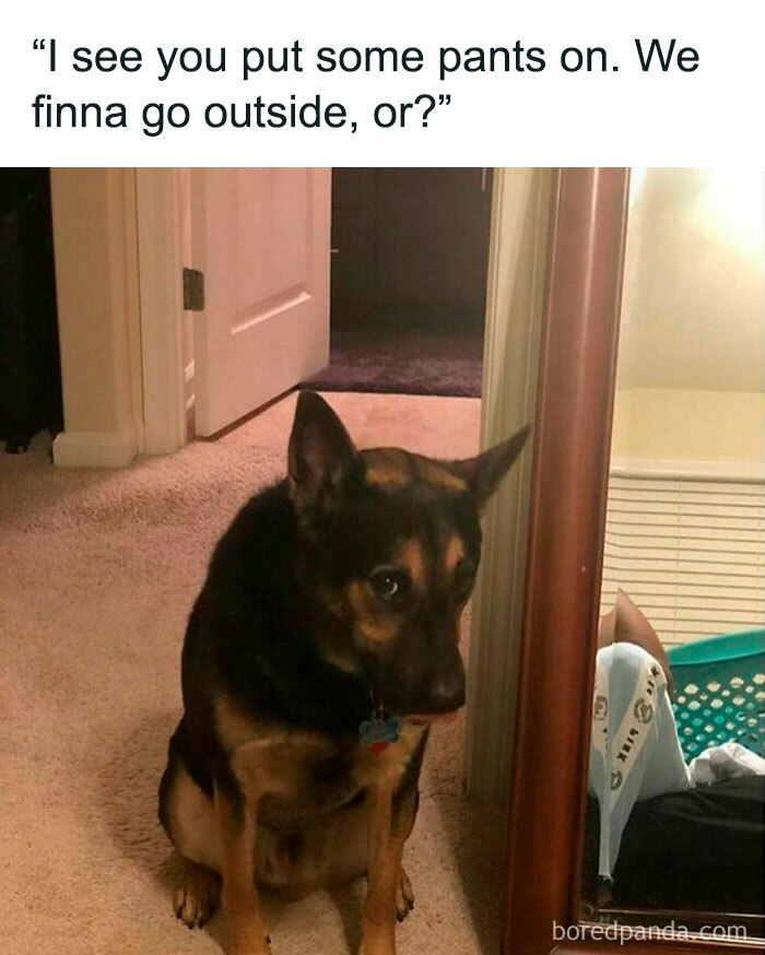 Funny-Dog-Memes-Dogmemesofinsta