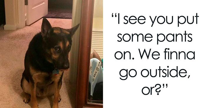 If You Like Dogs More Than People, You May Enjoy These 50 Heartwarming Memes