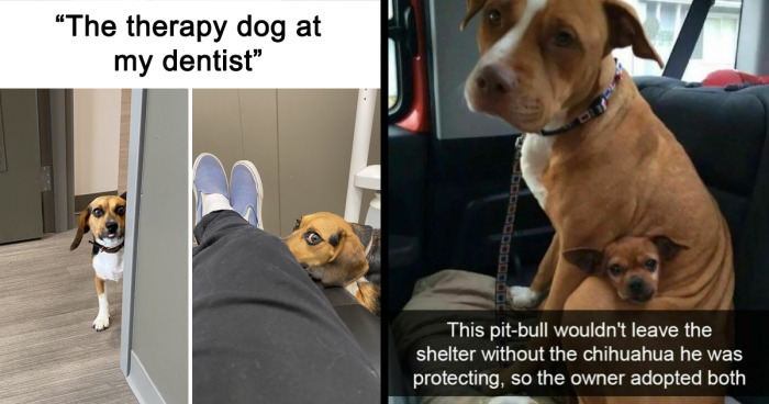 If You Like Dogs More Than People, You May Enjoy These 82 Heartwarming Memes