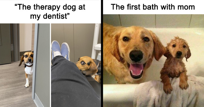 82 Cute And Funny Posts That Dog Owners Or Dog People Might Enjoy