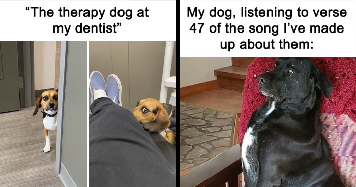 Over 200K People Follow This IG Page To Get Their Daily Dose Of Dog Memes And Here Are 82 Of Them