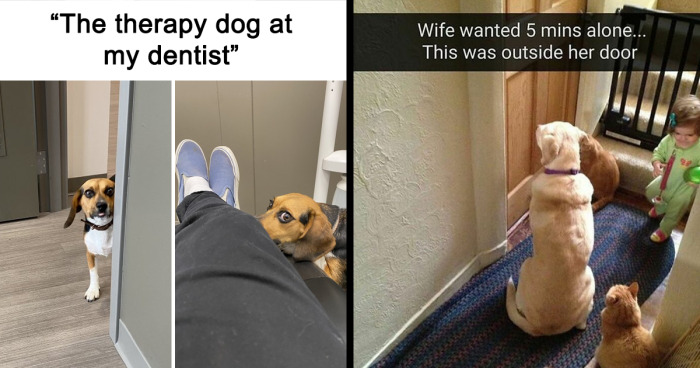 This IG Page Is Dedicated To Dog Memes And Here Are 82 Of Their Posts