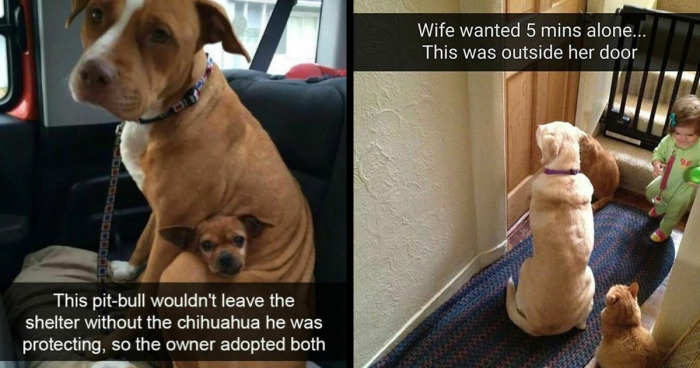 82 Lighthearted And Cute Dog Memes For When You Need A Pick-Me-Up