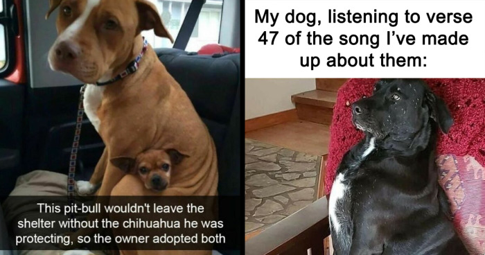 If You Like Dogs More Than People, You May Enjoy These 50 Heartwarming Memes