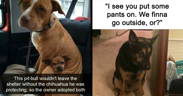 More Than 200K Dog Lovers Follow This IG Account For These 82 Cute And Funny Posts