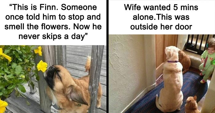 82 Funny Pics That Dog Owners And Dog Lovers Might Find Relatable Or Chucklesome