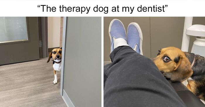 82 Funny And Wholesome Posts Dedicated To Those Who Consider Themselves Dog People