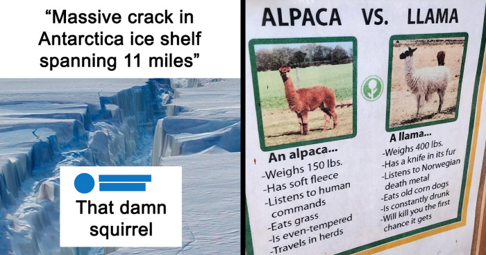 60 Funny Memes To Scroll Through If The Day Is Just Too Tough