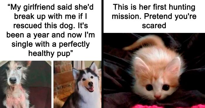 80 Wholesome Memes That Might Brighten Up Your Day (New Pics)