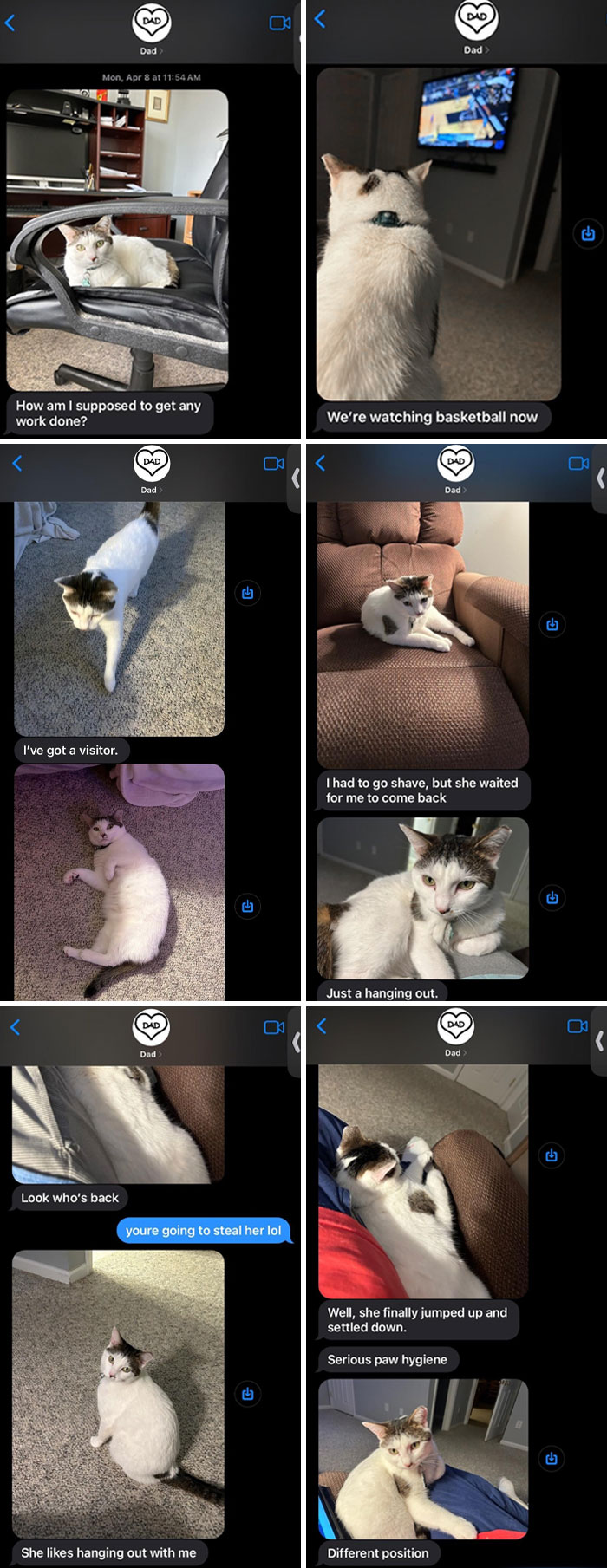 My Dad (Who Has Always Hated Cats) Sends Me Pictures Of My Cat Every Time She Hangs Out With Him