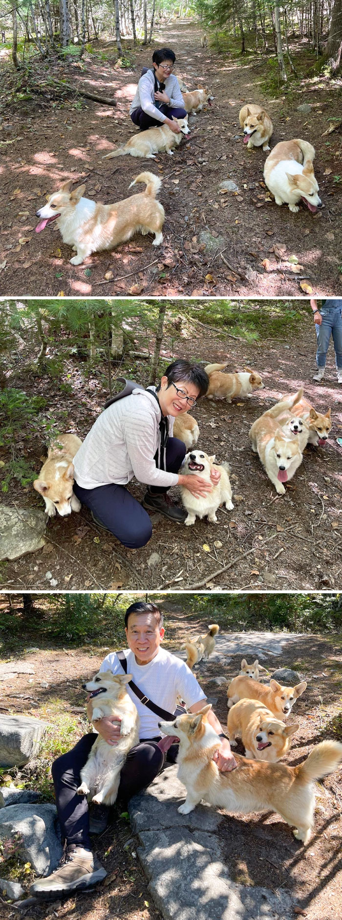 My Dad Surprised My Corgi-Obsessed Mom With A Corgi Hike. Airbnb Experience In Maine! Surprised Her To Celebrate The End Of Her Cancer Radiation Treatment