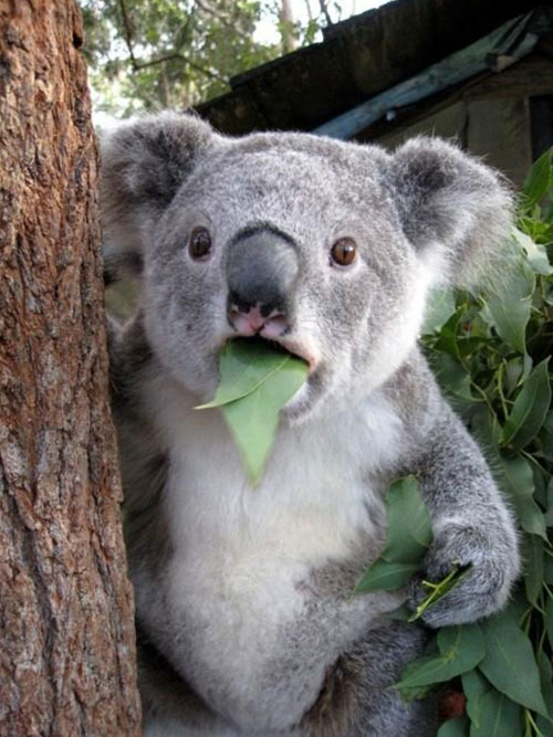 A surprised-looking koala is clinging to a tree with a eucalyptus leaf halfway in its mouth. Its wide eyes and open mouth create an expression of shock or disbelief, making the moment both adorable and comical.