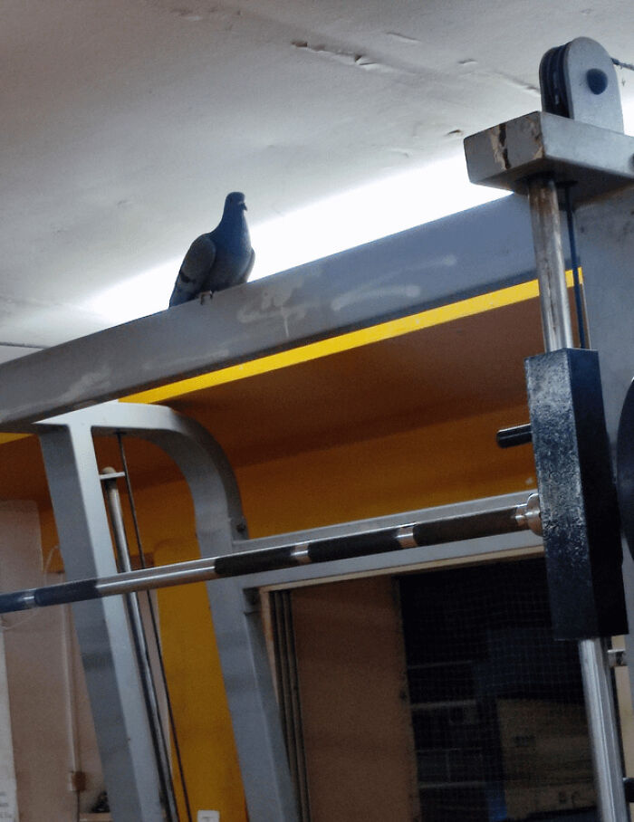 There's A Pigeon In My Gym