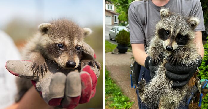 This Wildlife Control Company Earns Praise For Their Humane Solutions