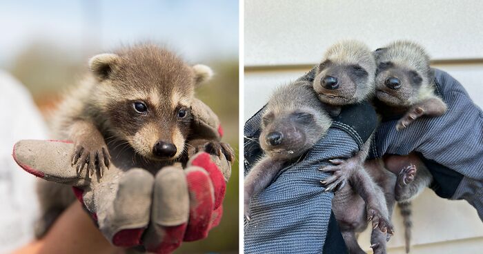 This Wildlife Control Uses The Most Humane Solutions And People Approve Of Their Practices