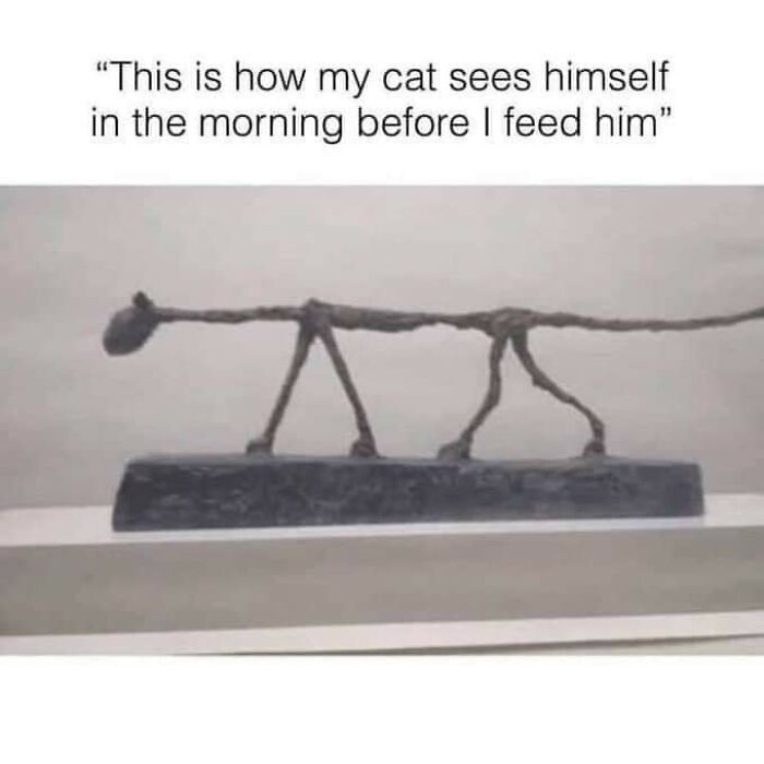 Hilarious-Cats-Memes