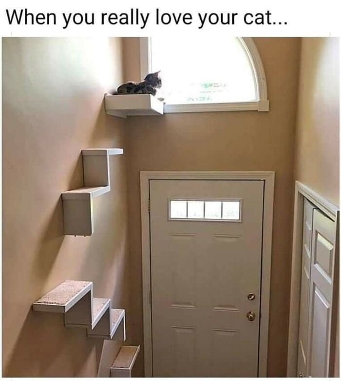 Hilarious-Cats-Memes