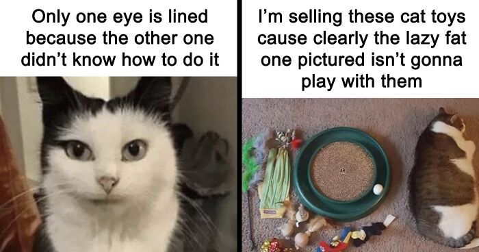 “Meowwww”: 84 Hilarious Cat Memes To Brighten Your Day