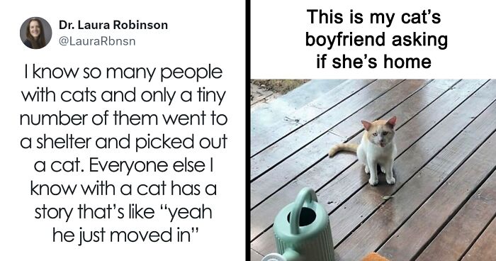 84 Funny Memes That Show Cats Are The Real Comedians Of The Animal Kingdom