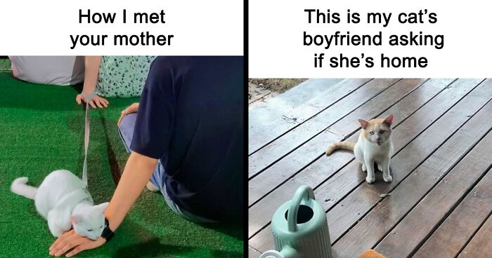 84 Cat Memes That Capture The Absurdity Of Feline Life