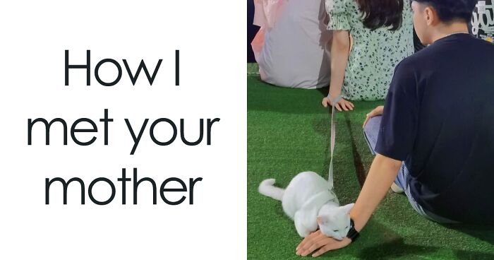 84 Cat Memes That Are Funnier Than Your Ex’s Drama