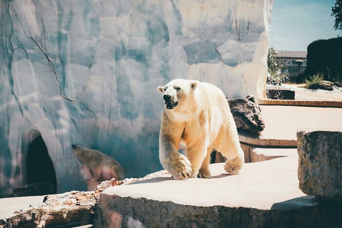 Polar bear strolling in a zoo enclosure.