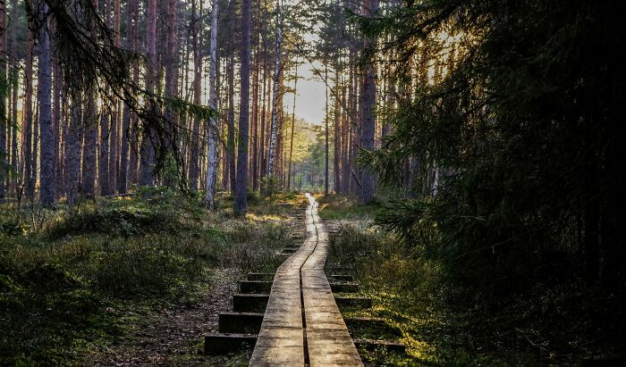 A wooden path leads through a serene forest at sunset, capturing the peaceful essence of nature's beauty.