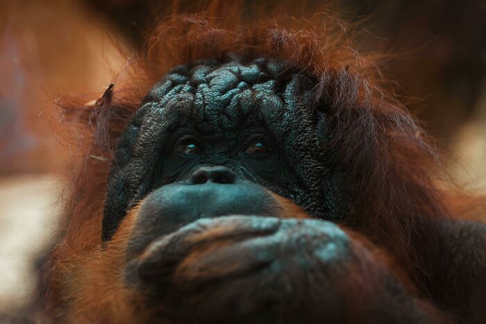 An orangutan deep in thought.