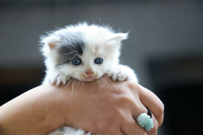 Husband Makes A Selfish Decision To Bring A Kitten Home Without Considering His Family's Feelings