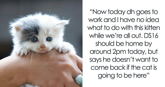 Husband Makes A Selfish Decision To Bring A Kitten Home Without Considering His Family's Feelings