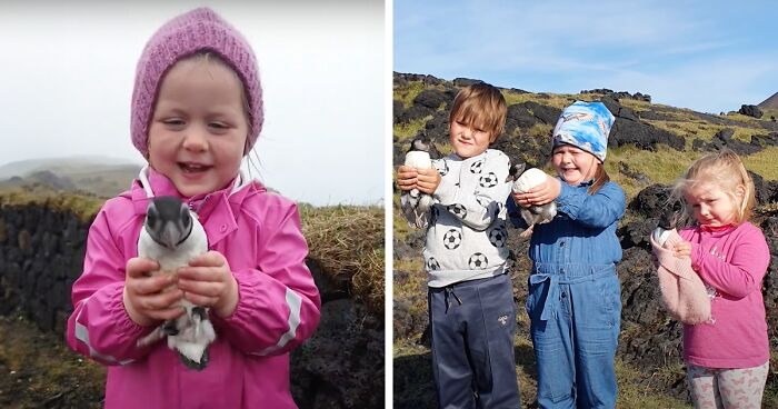 Thousands Of Baby Puffins Survive Only Because Of The Selfless Efforts Of Kids And Adults