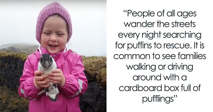 Small Town Icelanders Are Rescuing Thousands Of Baby Puffins En Masse