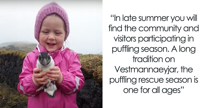 People In Iceland Are Collecting Baby Puffins In The Streets And Throwing Them Back Into The Ocean