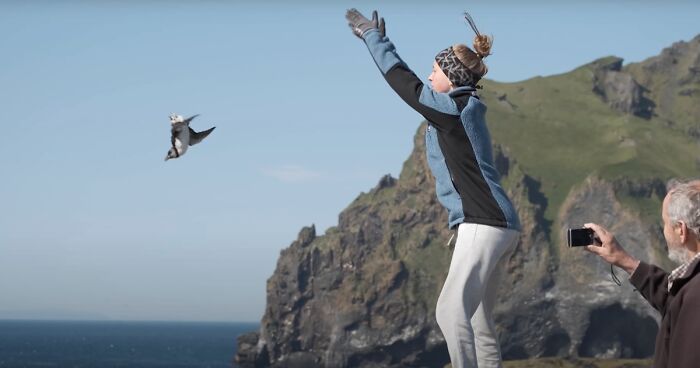 Turns Out The Best Way To Rescue These Icelandic Puffins Is To Throw Them Off Cliffs