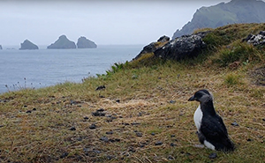 People In Iceland Are Collecting Baby Puffins In The Streets And Throwing Them Back Into The Ocean