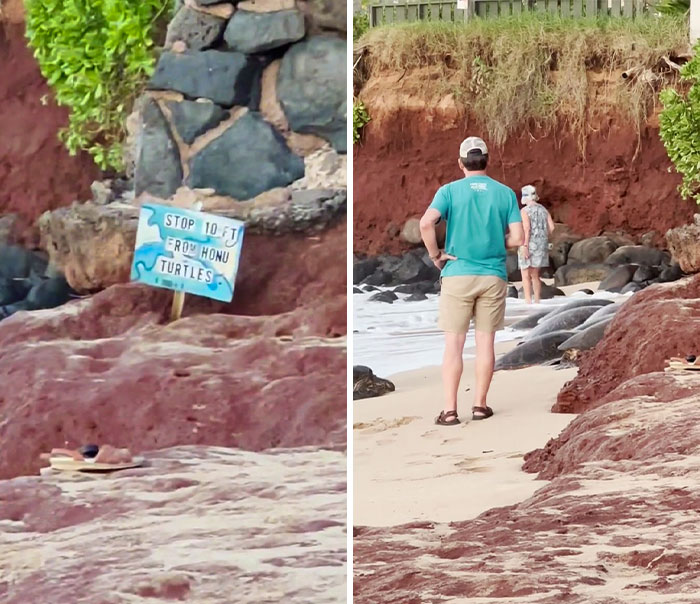 Tourists Ignore Distancing Sign Of Beached Turtles In Hawaii