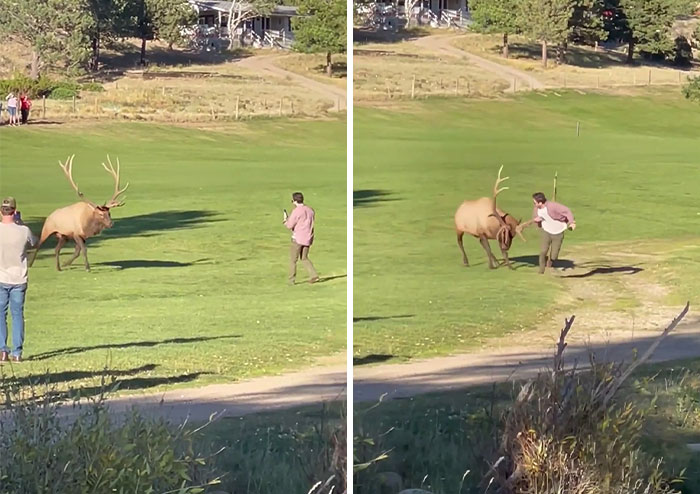 Tourist In Estes Park Gets Too Close To A Bull Elk During Rutting Season