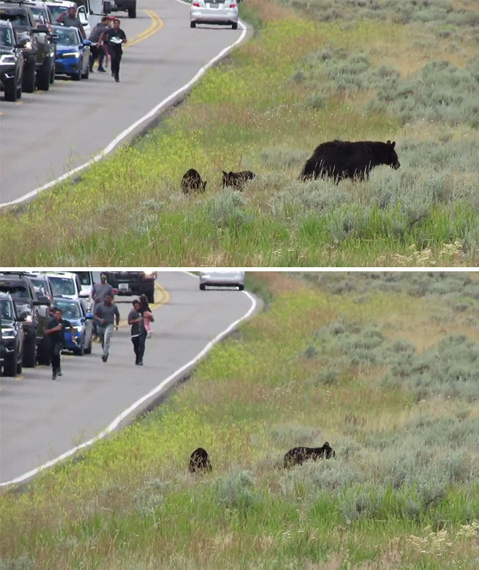 Un grupo de turistas en Yellowstone fueron vistos saliendo de sus coches y corriendo hacia una mamá osa y sus dos cachorros. Uno de los turistas tenía un niño en sus brazos