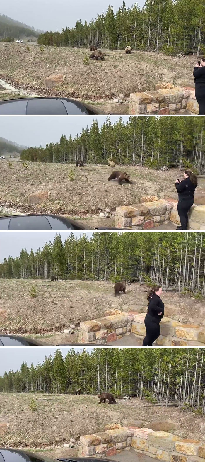 Tourist In Yellowstone National Park Ignores Warnings From Several People That She Was Too Close To A Mother Grizzly Bear