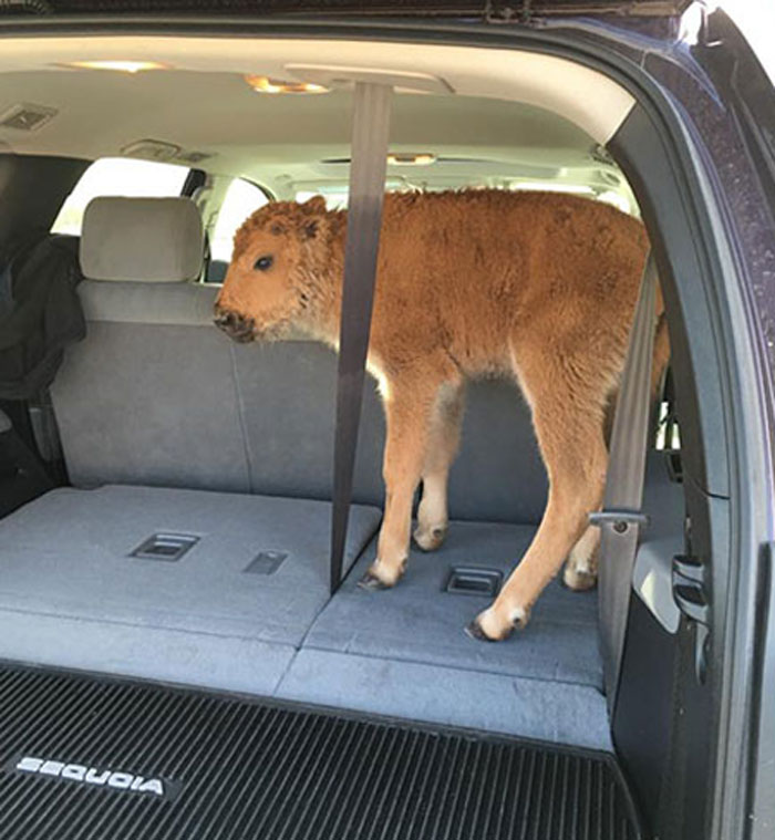 Turistas de Yellowstone meten a una cría de bisonte en el coche porque les preocupa que haga frío