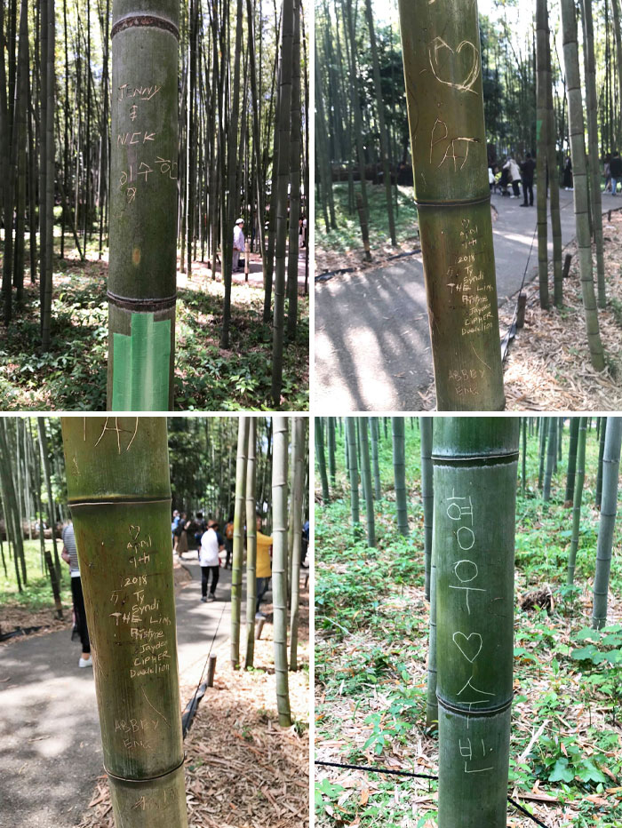 Graffiti On The Bamboo In The "Bamboo Walking Path"